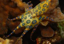 water animals octopus aquarium underwater 1872x1253 wallpaper Art HD Wallpaper